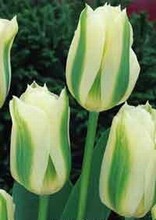 Viridiflora Tulips - Spring Green